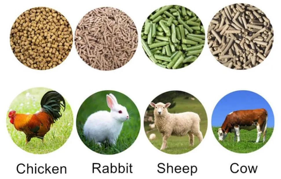 chicken feed chicken feed